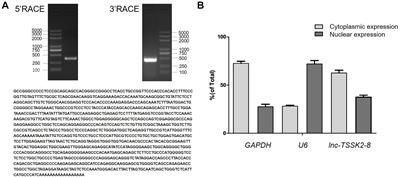 Long Noncoding RNA lnc-TSSK2-8 Activates Canonical Wnt/β-Catenin Signaling Through Small Heat Shock Proteins HSPA6 and CRYAB